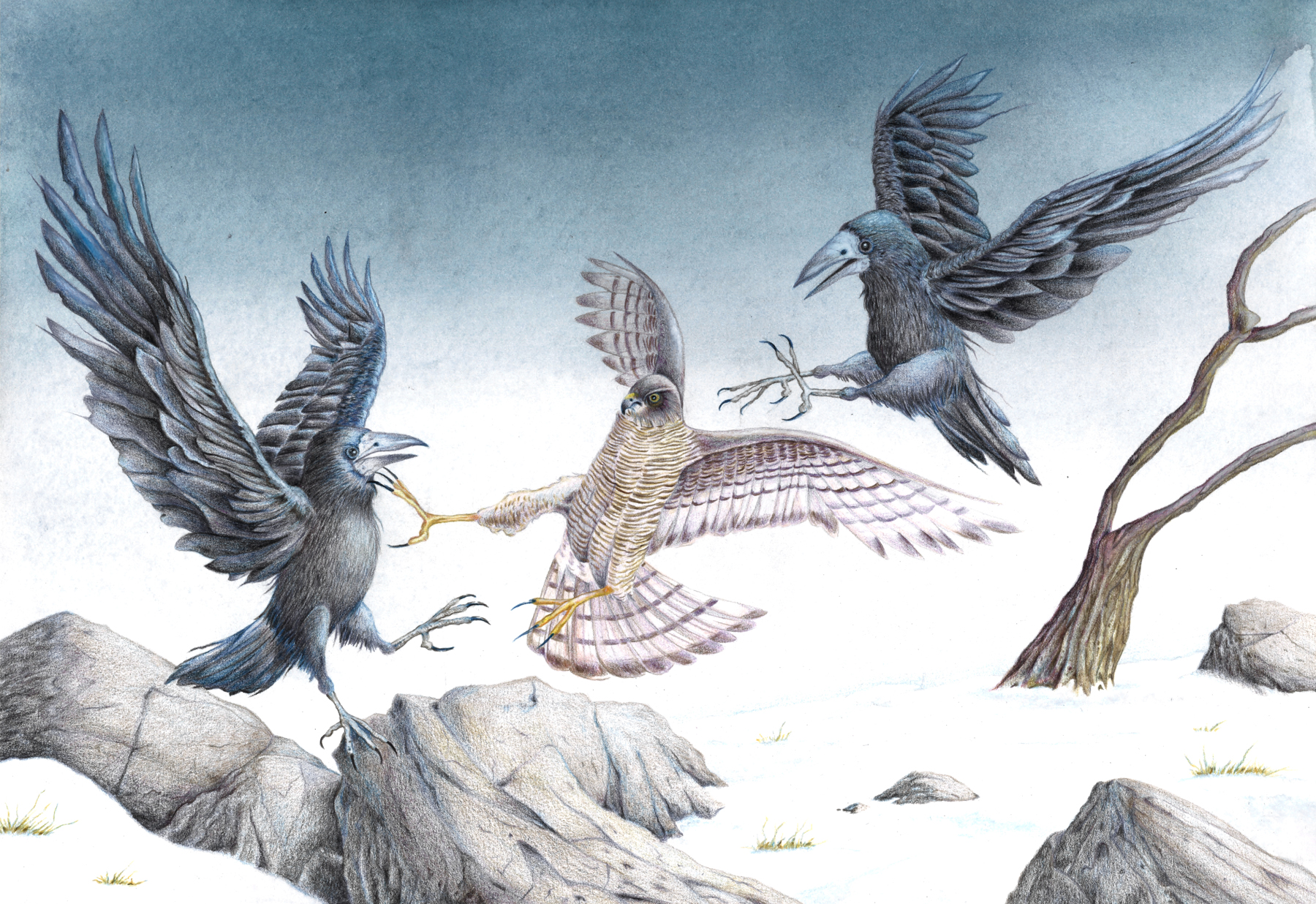 Dibujo de neimhaim el azor y los cuervos por Jesús Prieto